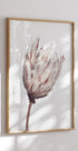 Close Up Dried Flower Poster - Posterbox.no