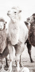 Camels in the Desert Poster - Posterbox.no