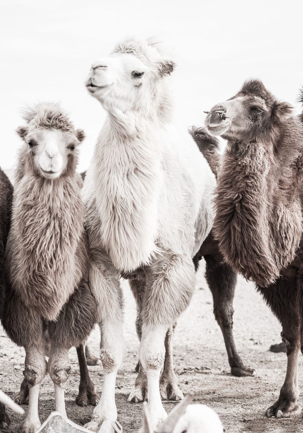 Camels in the Desert Poster - Posterbox.no