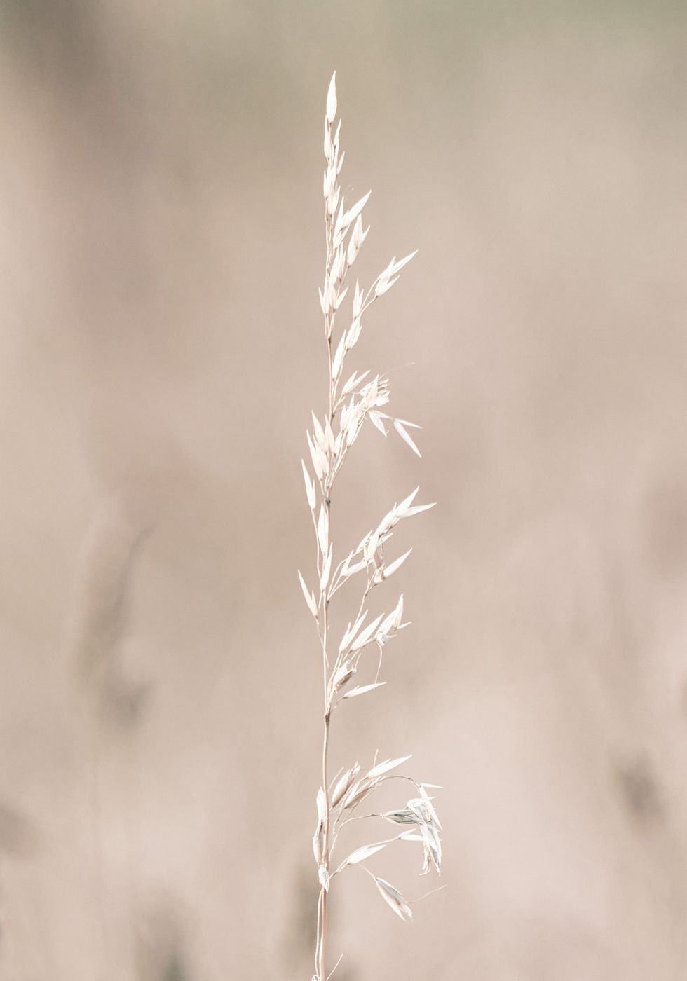 Dried Nature Delights Poster - Posterbox.no