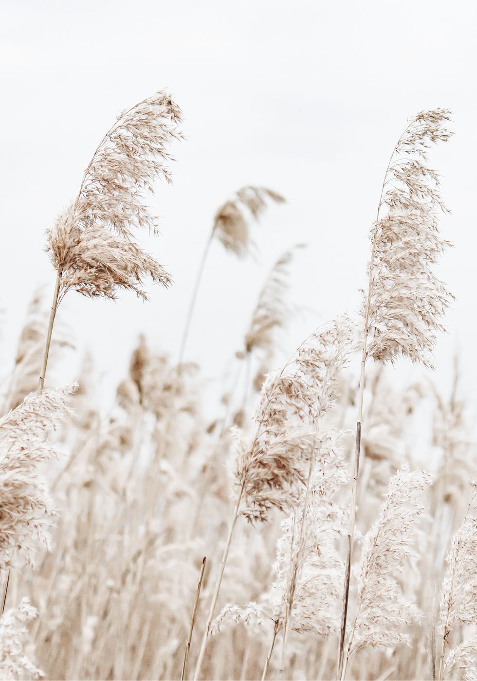 Boho Dried Flowers Poster - Posterbox.no