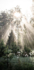 Sunrays in The Woods Sunshine Forest Poster - Posterbox.no