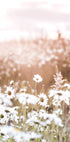 Field of Daisies Poster - Posterbox.no