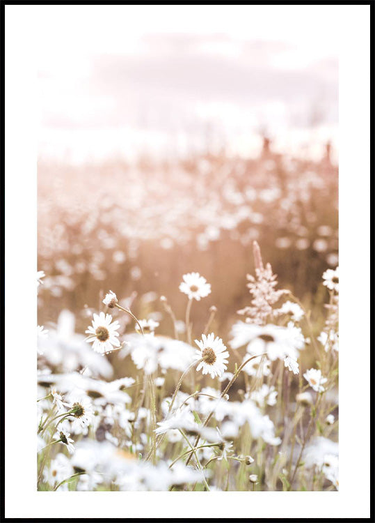 Field of Daisies Poster - Posterbox.no