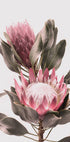 Protea Flowers Poster - Posterbox.no