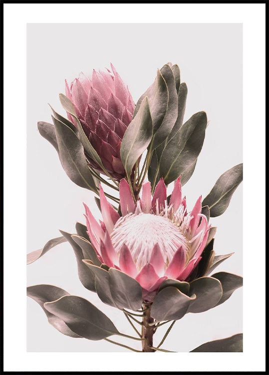 Protea Flowers Poster - Posterbox.no