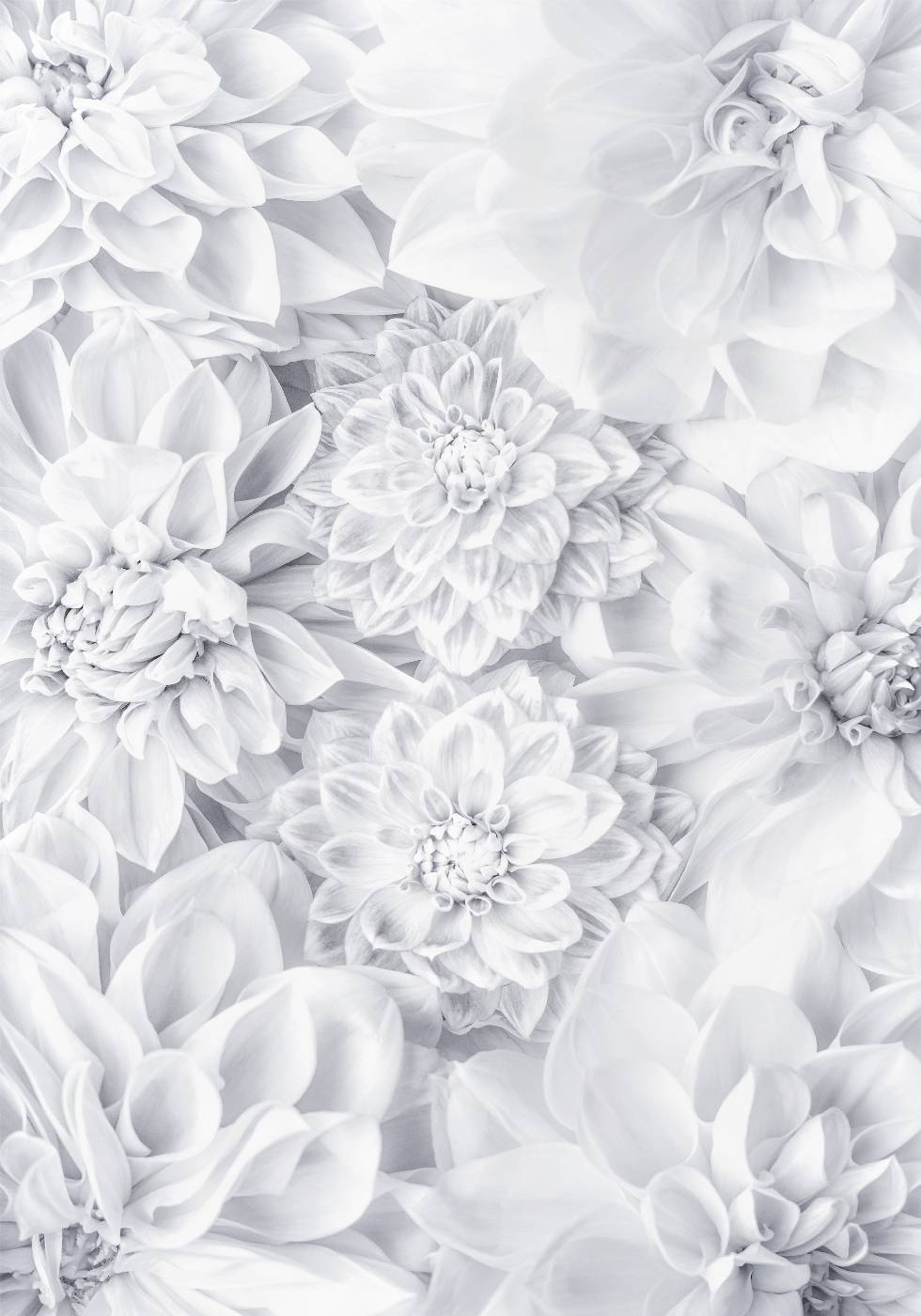 White Calm Flowers Poster - Posterbox.no