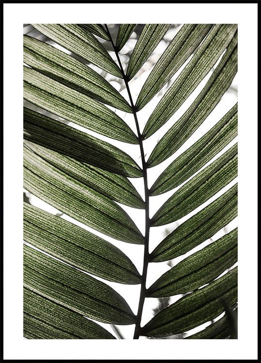 Palm Leaves 24 (NEW) - Posterbox
