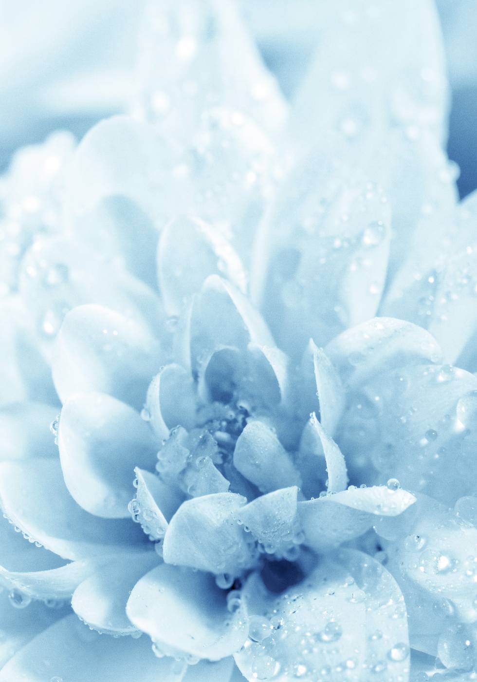 Blue Flowers Poster - Posterbox.no