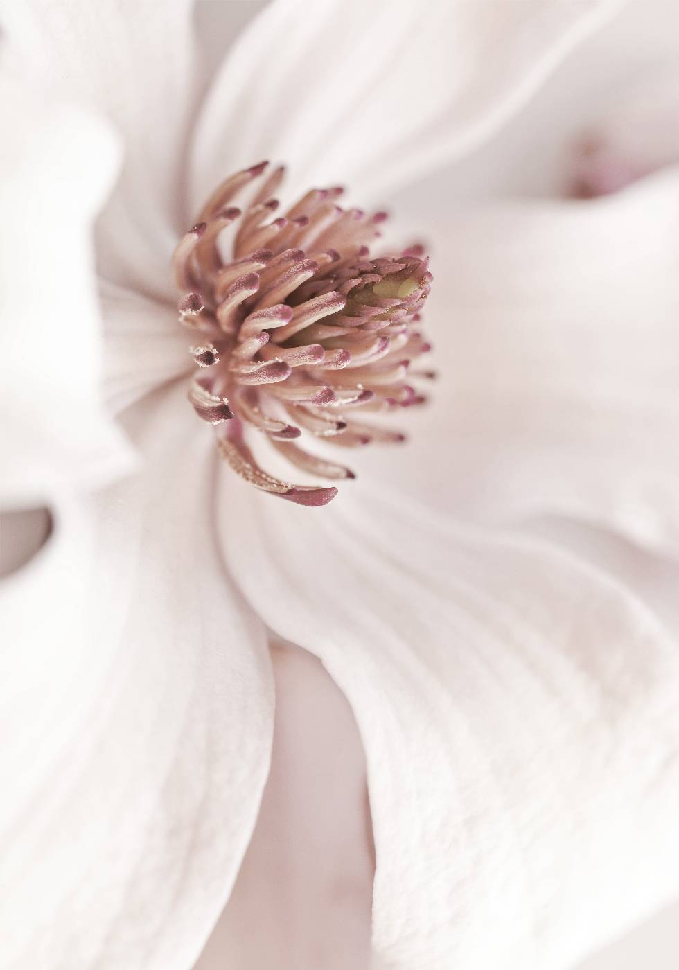 Beige Magnolia Poster - Posterbox.no