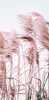 Pink Beach Grass Poster - Posterbox.no