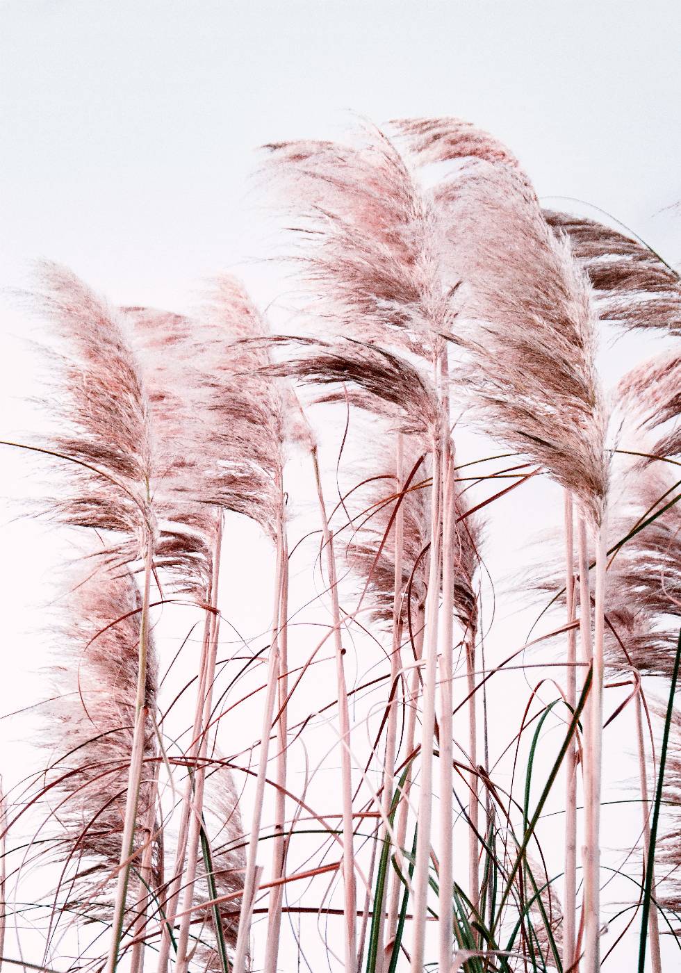 Pink Beach Grass Poster - Posterbox.no
