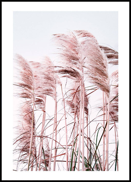 Pink Beach Grass Poster - Posterbox.no