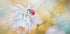 LADY (NEW) - Posterbox