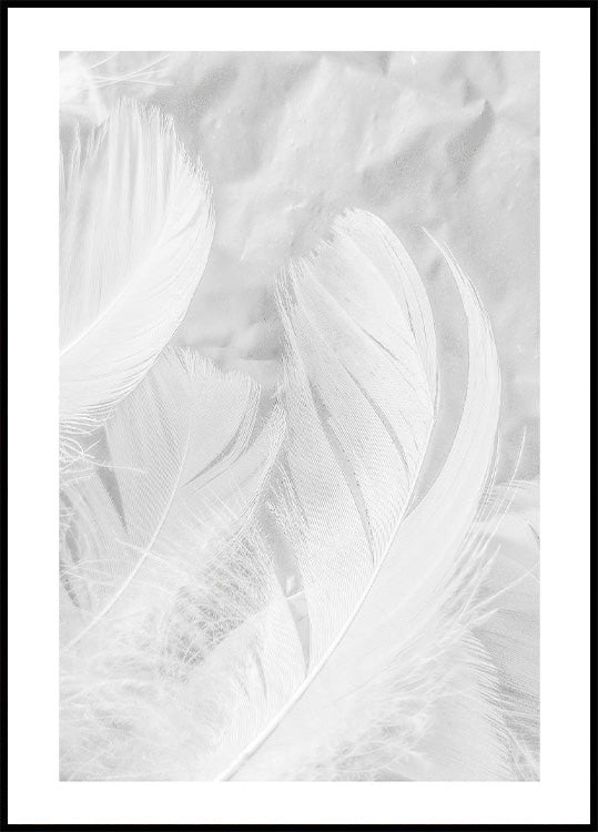 Soft Feather Poster - Posterbox.no