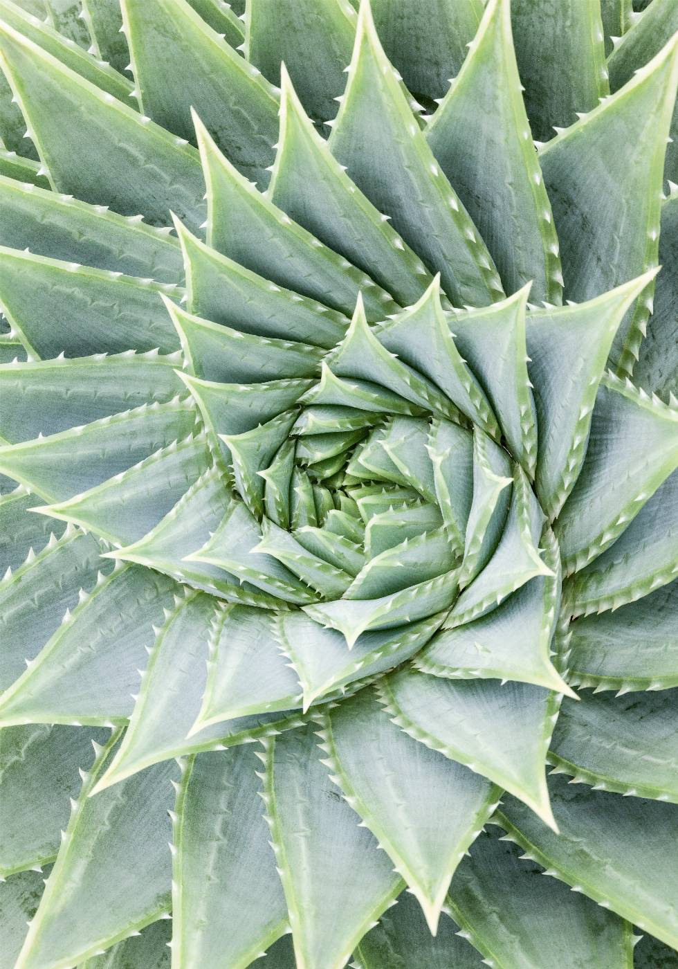 Aloe Vera Plant Poster - Posterbox.no