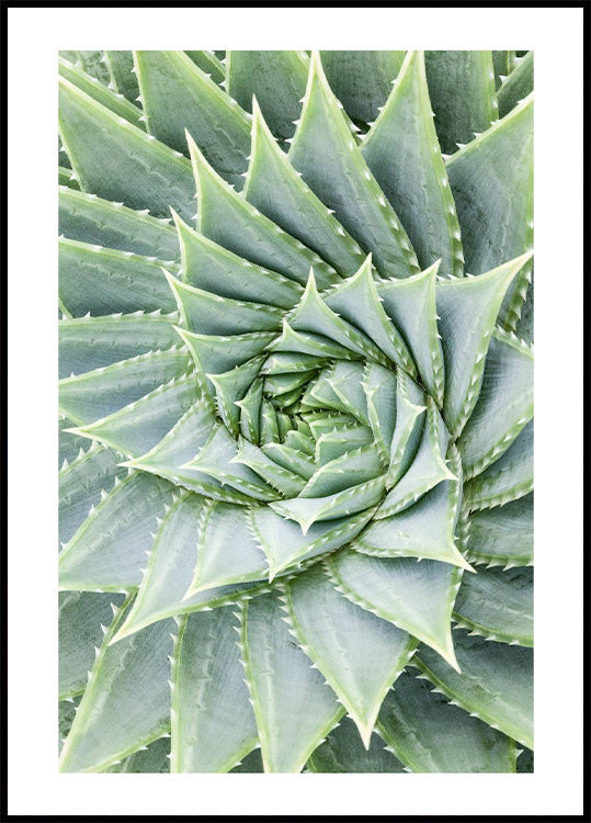 Aloe Vera Plant Poster - Posterbox.no