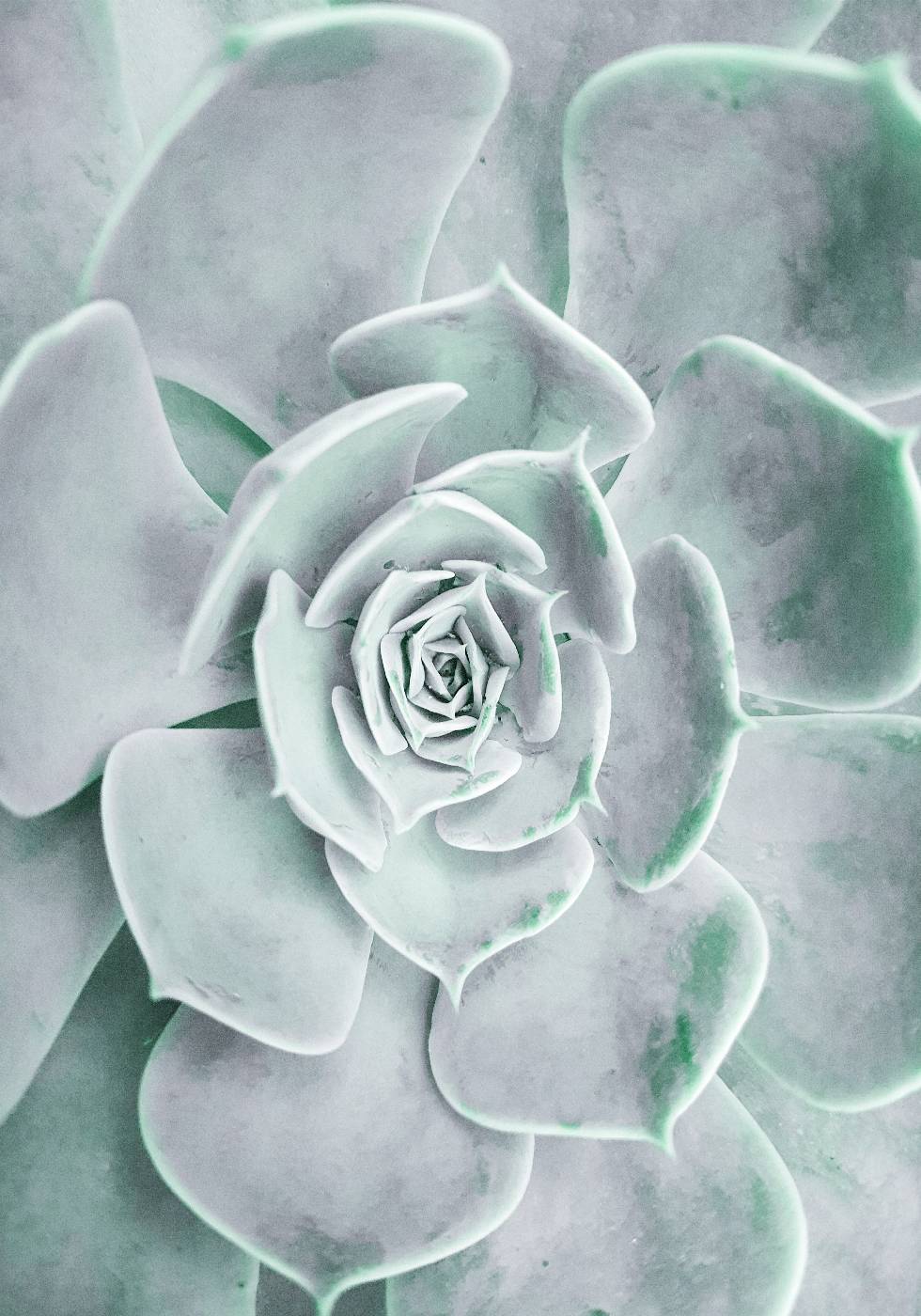 Flower Cactus Succulent Poster - Posterbox.no