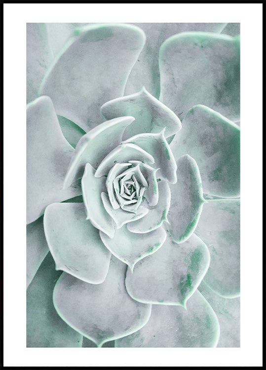 Flower Cactus Succulent Poster - Posterbox.no