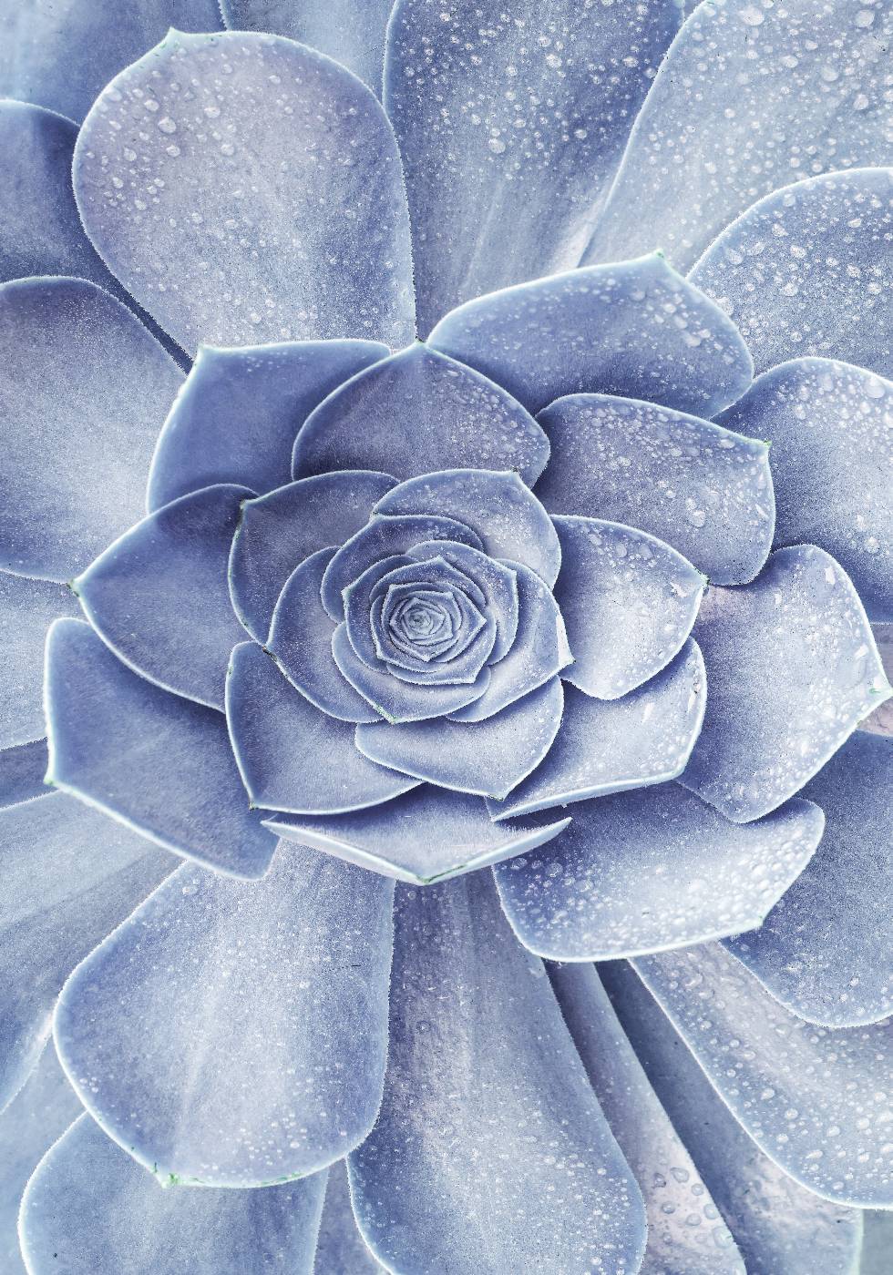 Blue Flower Cactus Poster - Posterbox.no