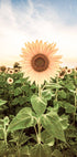 Sunflower Flower Poster - Posterbox.no
