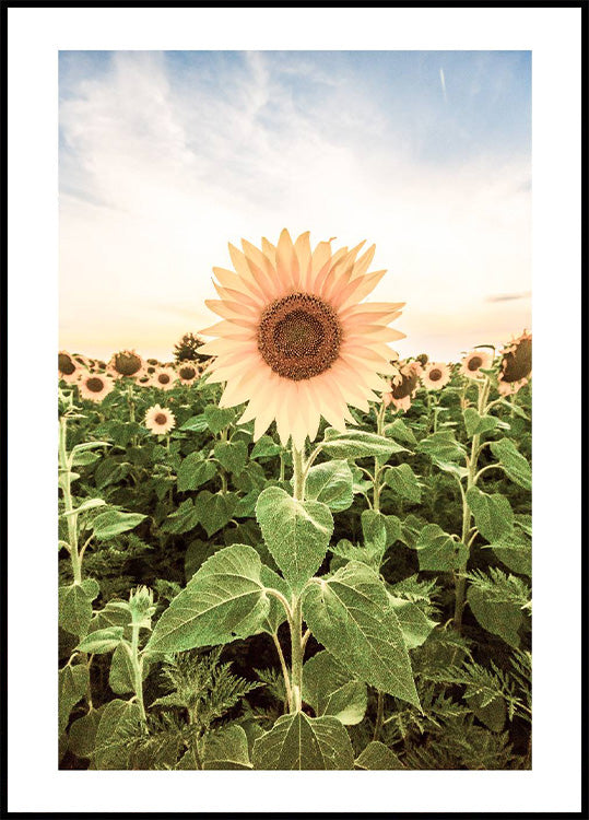 Sunflower Flower Poster - Posterbox.no