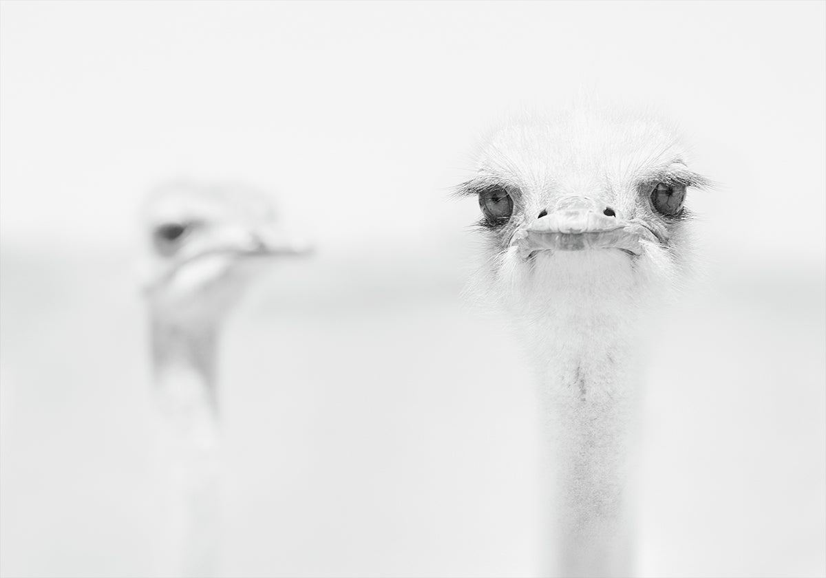 Funny ostrich