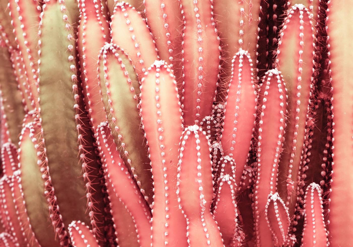 Fairy Red Cactus Plant Poster - Posterbox.no