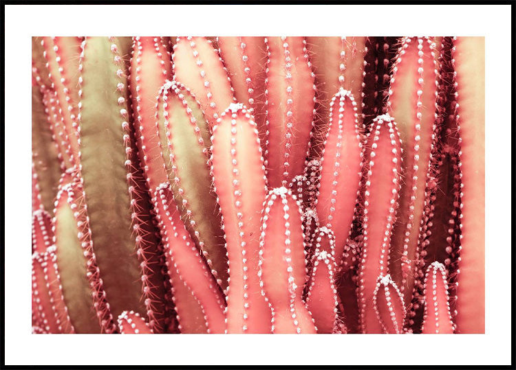 Fairy Red Cactus Plant Poster - Posterbox.no