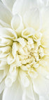 White Dahlia Poster - Posterbox.no