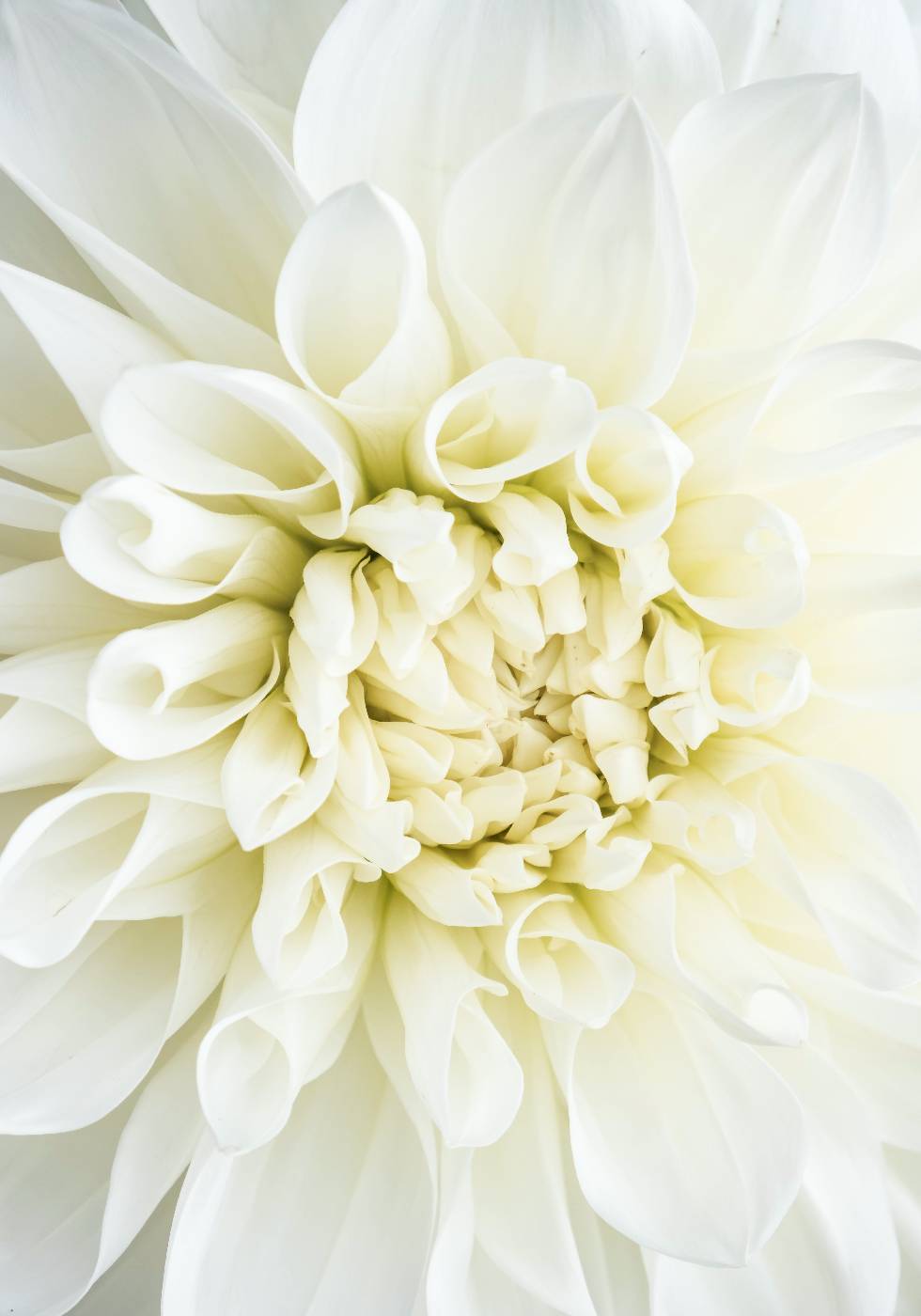 White Dahlia Poster - Posterbox.no