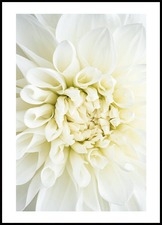 White Dahlia Poster - Posterbox.no