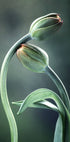 Tulip Buds Poster - Posterbox.no