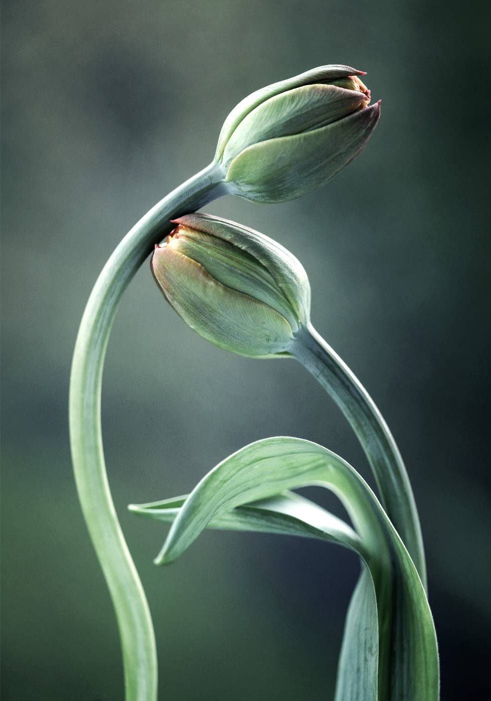 Tulip Buds Poster - Posterbox.no
