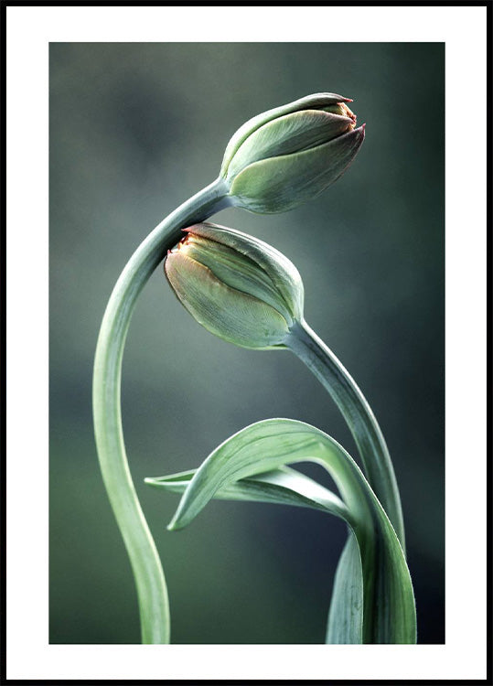 Tulip Buds Poster - Posterbox.no