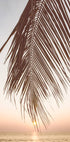 Sunset Palm Leaf Poster - Posterbox.no
