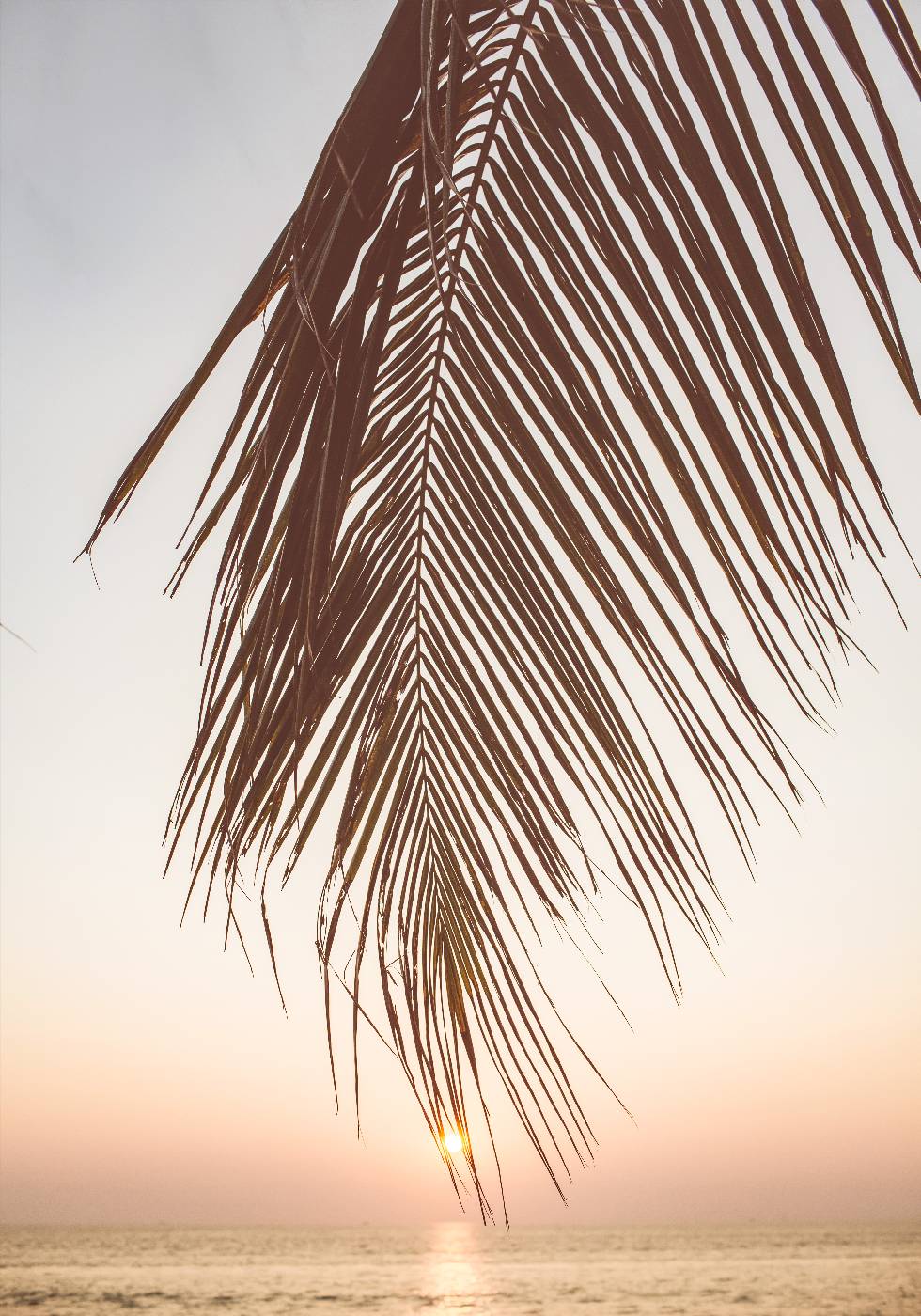 Sunset Palm Leaf Poster - Posterbox.no