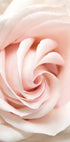 Rose Flower Poster - Posterbox.no