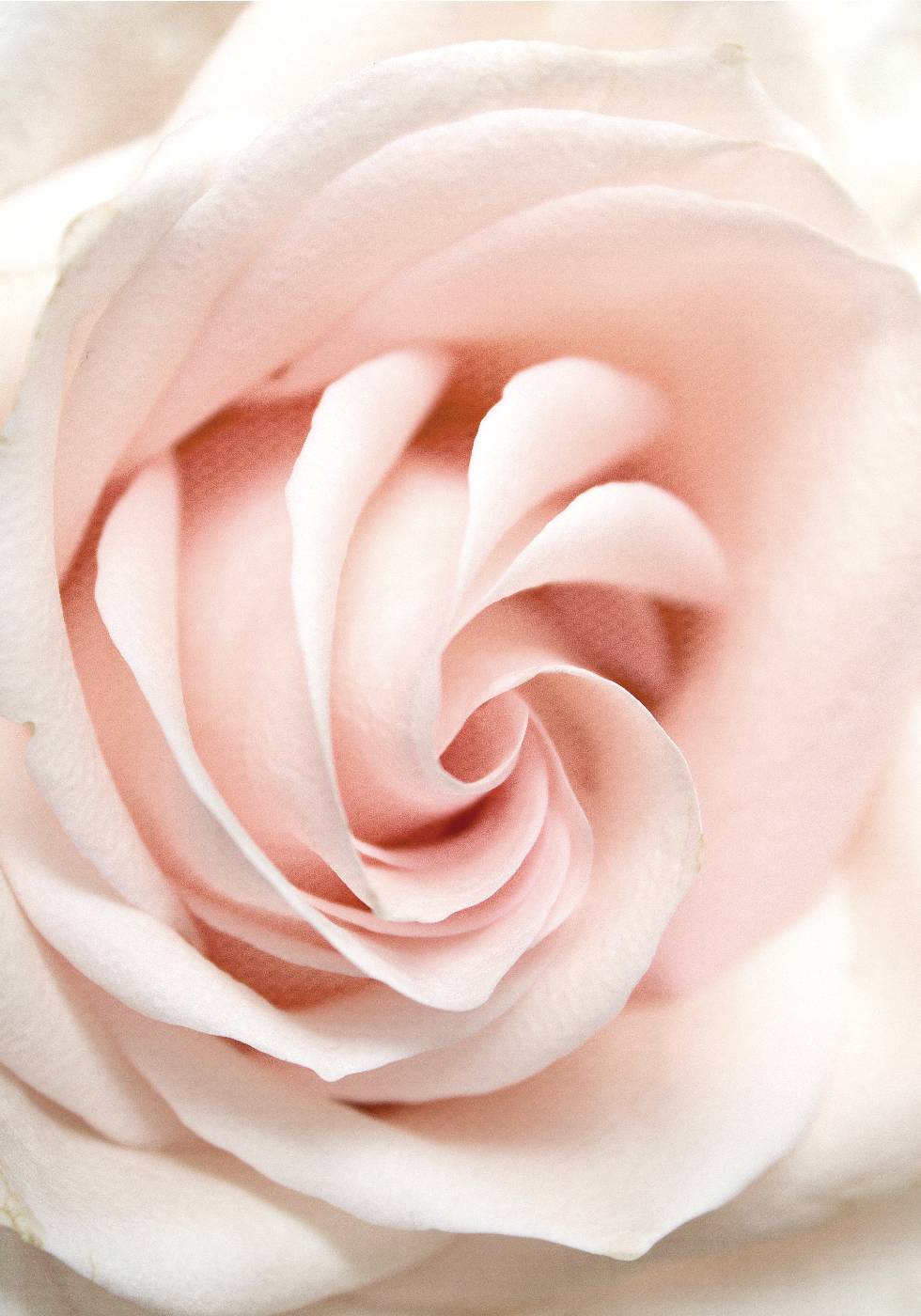 Rose Flower Poster - Posterbox.no