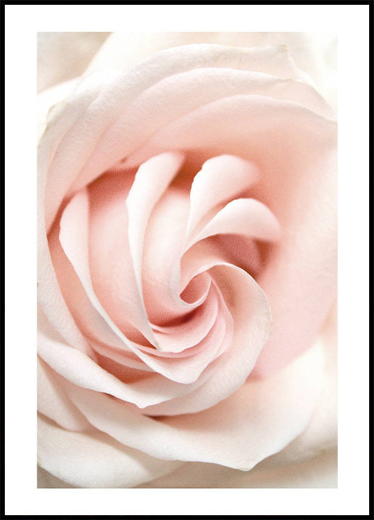 Rose Flower Poster - Posterbox.no