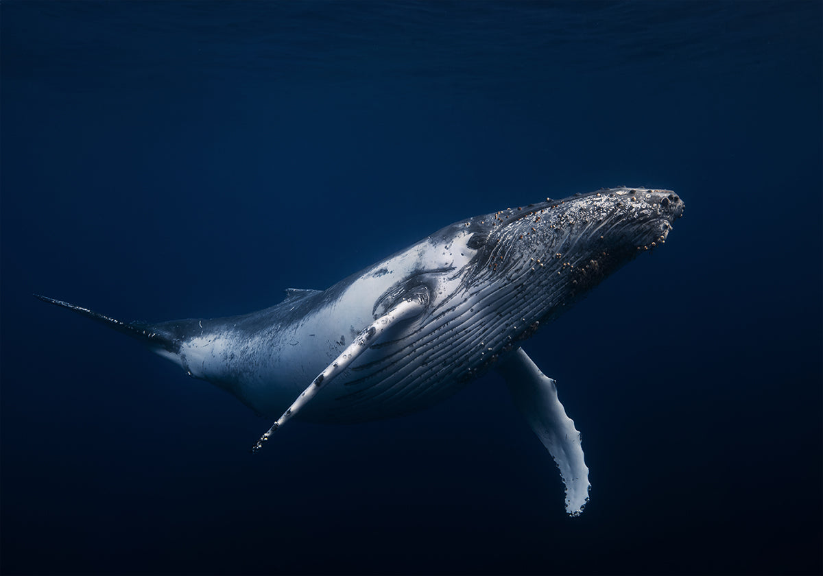 Humpback whale in blue Poster