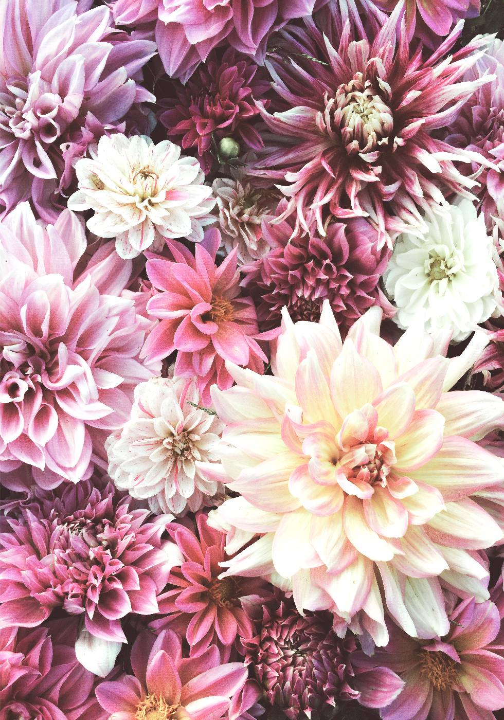 Flowers in Pink Poster - Posterbox.no