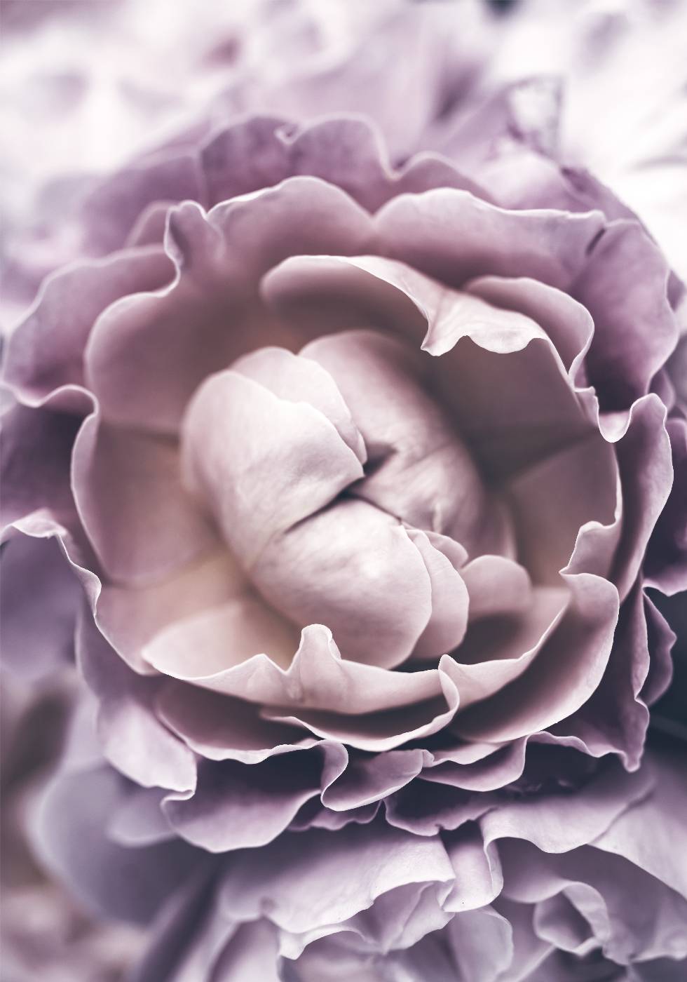 Purple Rose Poster - Posterbox.no