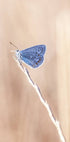 Blue Icarus Butterfly On Leaf Poster - Posterbox.no