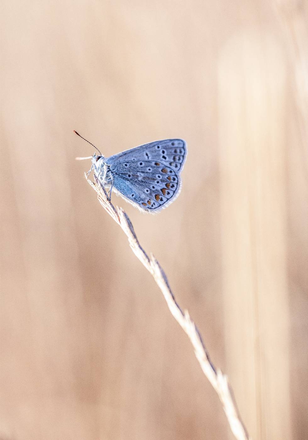 Blue Icarus Butterfly On Leaf Poster - Posterbox.no