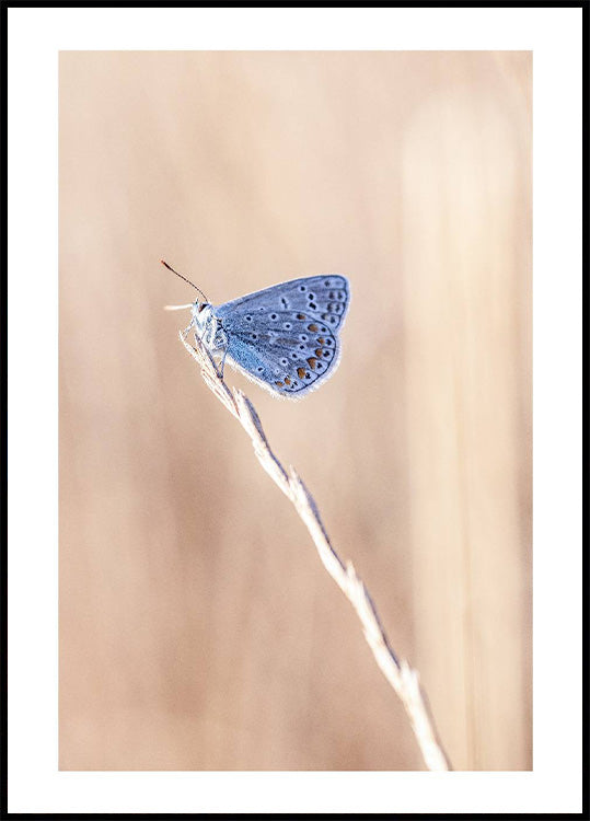 Blue Icarus Butterfly On Leaf Poster - Posterbox.no