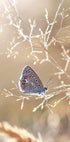 Icarus Butterfly On Sunshine Poster - Posterbox.no