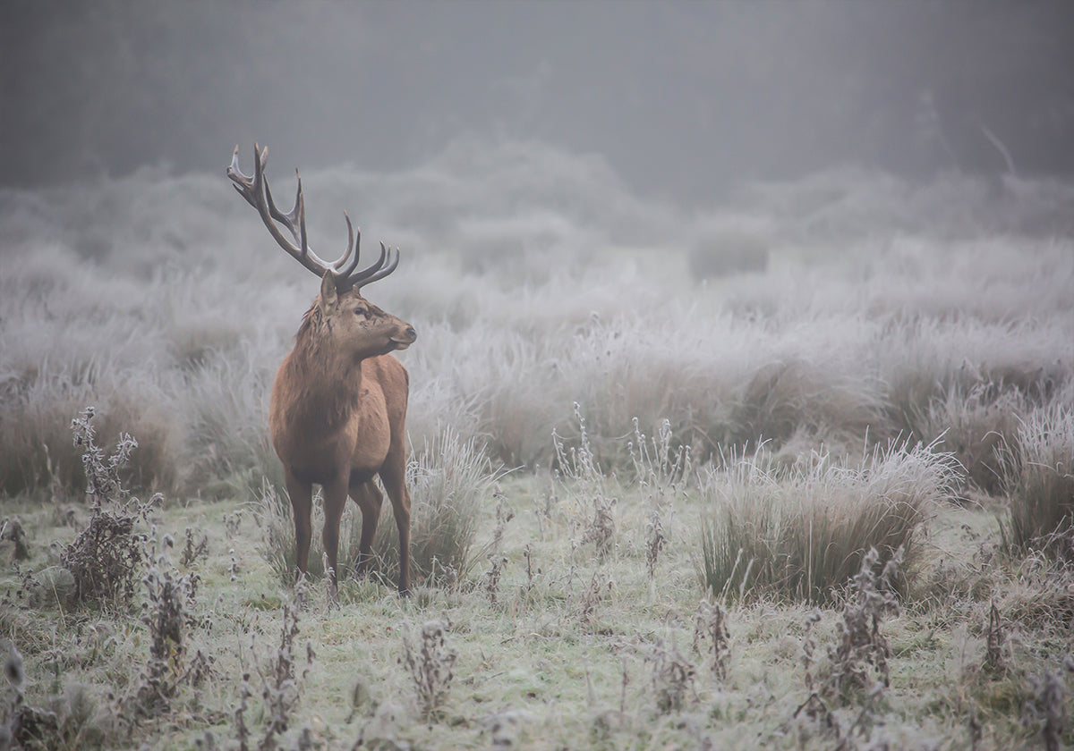 Prideful. deer. Poster