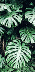 Green Monstera Leaves Poster - Posterbox.no