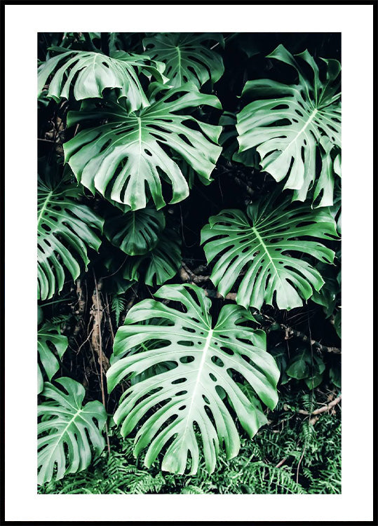 Green Monstera Leaves Poster - Posterbox.no